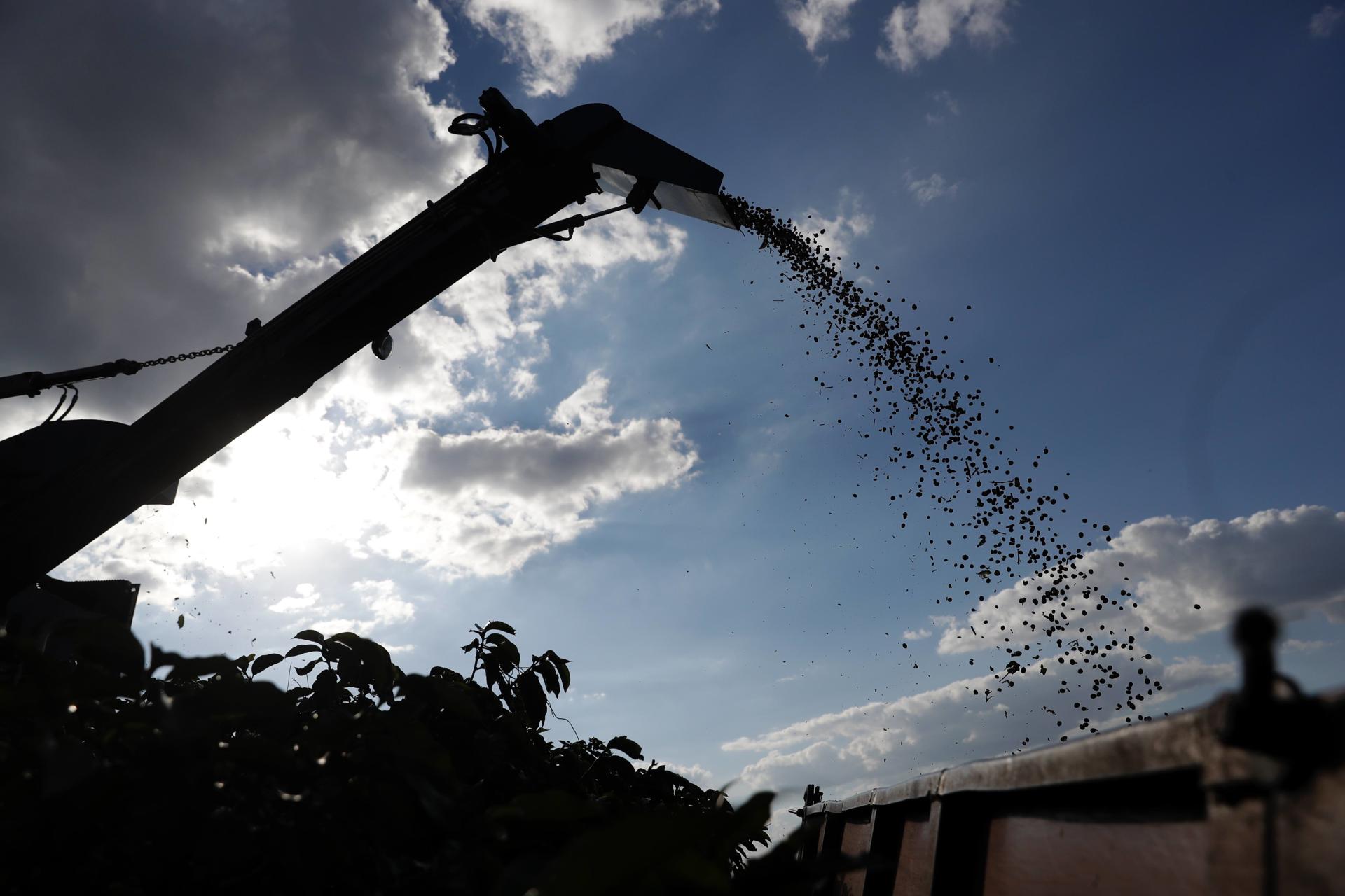 Fotografía de archivo del proceso de recolección de café en una hacienda del estado brasileño de Minas Gerais (Brasil). EFE/Fernando Bizerra Jr.