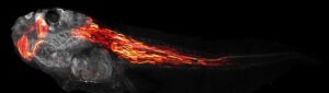 Visualización en 3D de la producción de una proteína fluorescente roja en un renacuajo. El gen responsable de su producción se activa específicamente en las células musculares. Crédito: Taiyo Yamamoto, Universidad de Zúrich.