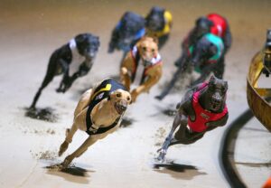 Fotografía de archivo, del 13/07/2016, que muestra perros galgos en el estadio del parque de Wentworth en Sídney, Nueva Gales del Sur (NSW), Australia. EFE/DAVID MOIR/PROHIBIDO SU USO EN AUSTRALIA Y NUEVA ZELANDA/SOLO USO EDITORIAL[PROHIBIDO SU USO EN AUSTRALIA Y NUEVA ZELANDA/SOLO USO EDITORIAL]