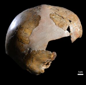 El cráneo del conocido como niño Skhul I, que muestra la curvatura craneal típica del Homo sapiens. Crédito: Tel Aviv University/SOLO USO EDITORIAL