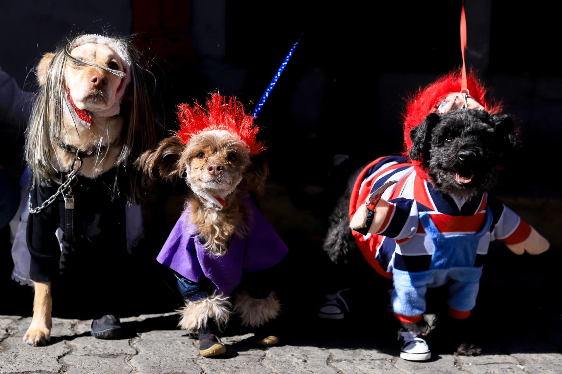 Fotografía de perros durante un desfile canino este sábado, en La Paz (Bolivia). EFE/ Gabriel Márquez