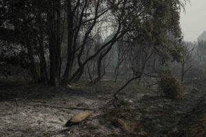 Zona forestal quemada debido al incendio de Monterrei (Ourense). EFE /Brais Lorenzo