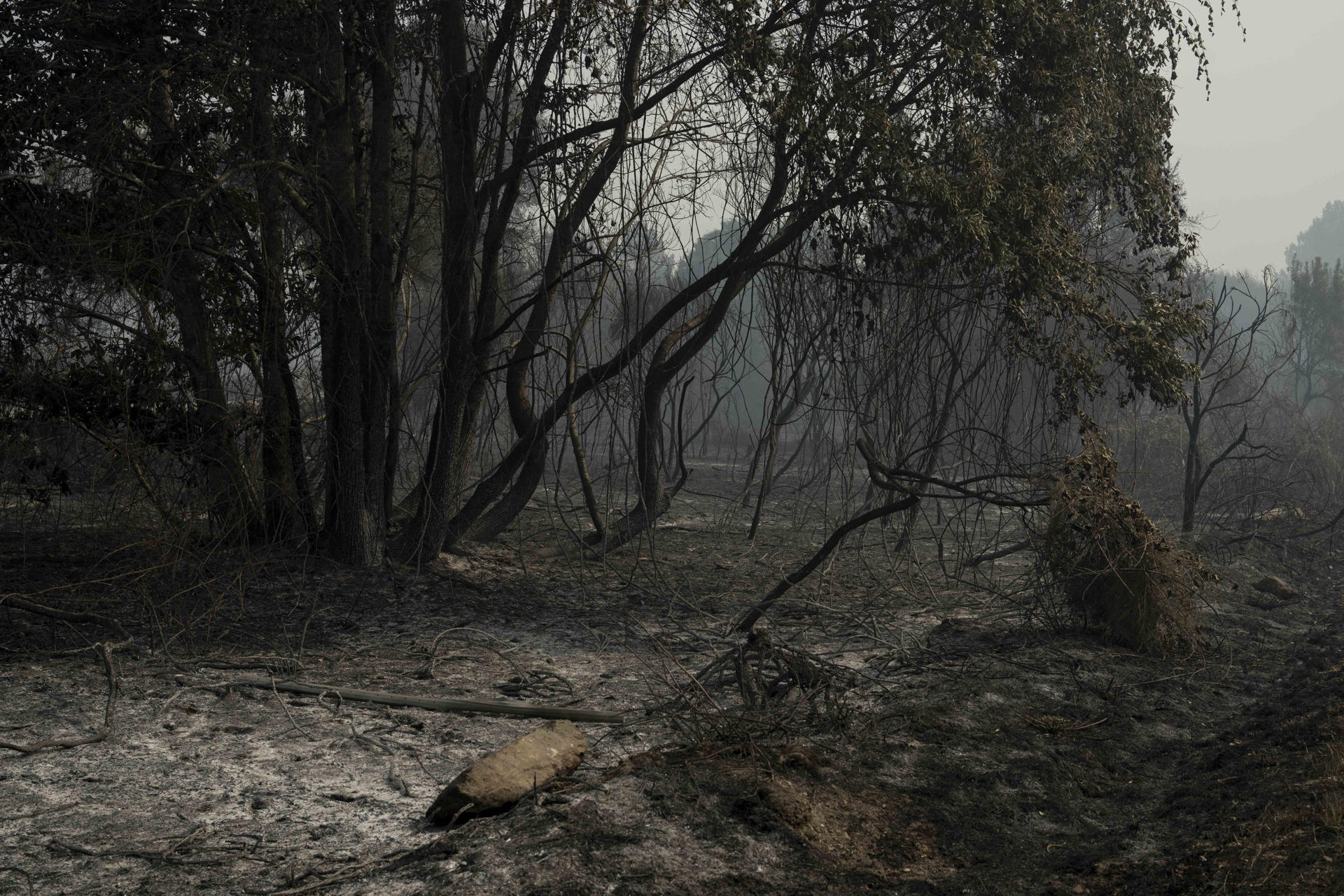 Zona forestal quemada debido al incendio de Monterrei (Ourense). EFE /Brais Lorenzo