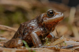 Fotografía cedida por el Ministerio de Ambiente Agua y Transición Ecológica donde se observa una rana de la especie 'pristimantis andinogigas' en uno de los sectores del Parque Nacional Podocarpus, en Zamora Chinchipe (Ecuador). EFE/ Ministerio De Ambiente Agua Y Transición Ecológica