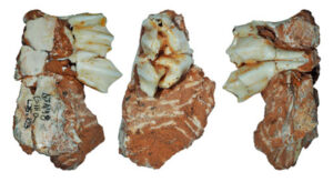 Un diente fósil recuperado en el yacimiento de Galería, sierra de Atapuerca (Burgos), es la prueba que confirma que los renos (Rangifer) vivían en esa zona de la península ibérica hace entre 243.000 y 300.000 años.  En la imagen, el fósil del reno de Atapuerca: un tercer molar de leche superior de una cría. Imagen: Jan van der Made