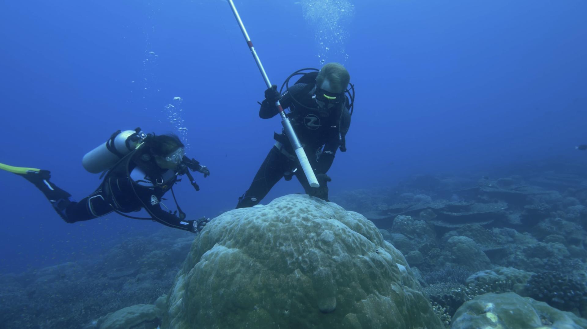 Imagen del coral submarino australiano analizado en el estudio. Crédito: Jason Turl