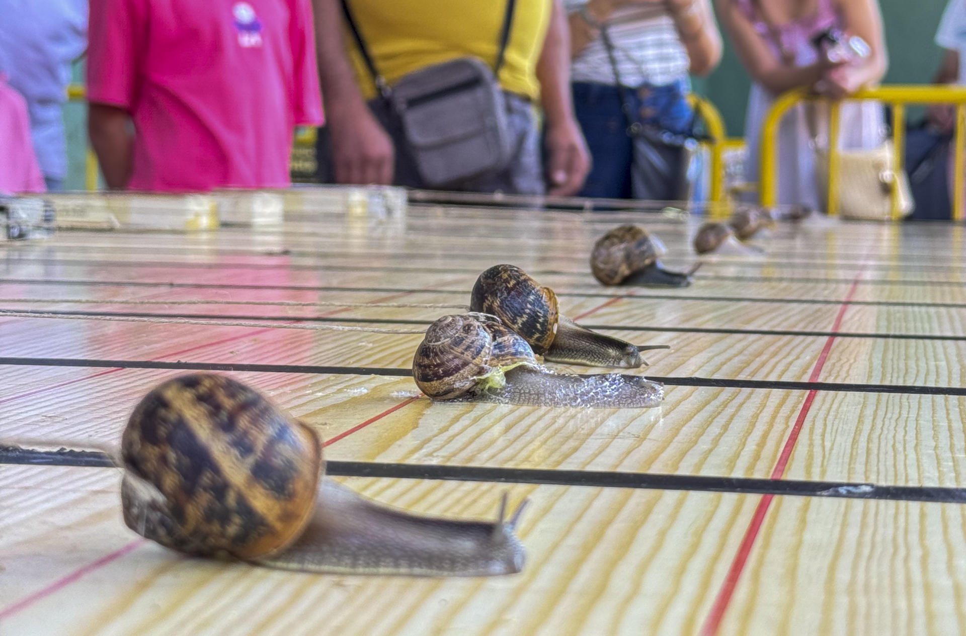 Carrera de caracoles de Tricio, en la que estos moluscos debe arrastrar una lata de espárragos de 250 gramos. EFE/Fernando Díaz