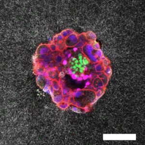 Imagen de microscopía confocal de un embrión humano de nueve días. Crédito: Instituto de Bioingeniería de Cataluña (IBEC)