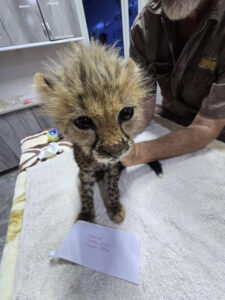 Diez crías de guepardo fueron rescatadas en estado de desnutrición en la región secesionista somalí de Somalilandia, epicentro del tráfico de estos animales desde el Cuerno de África hasta los países del golfo Pérsico. EFE/Fondo de Conservación del Guepardo (CCF)  *****SOLO USO EDITORIAL/SOLO DISPONIBLE PARA ILUSTRAR LA NOTICIA QUE ACOMPAÑA (CRÉDITO OBLIGATORIO) *****