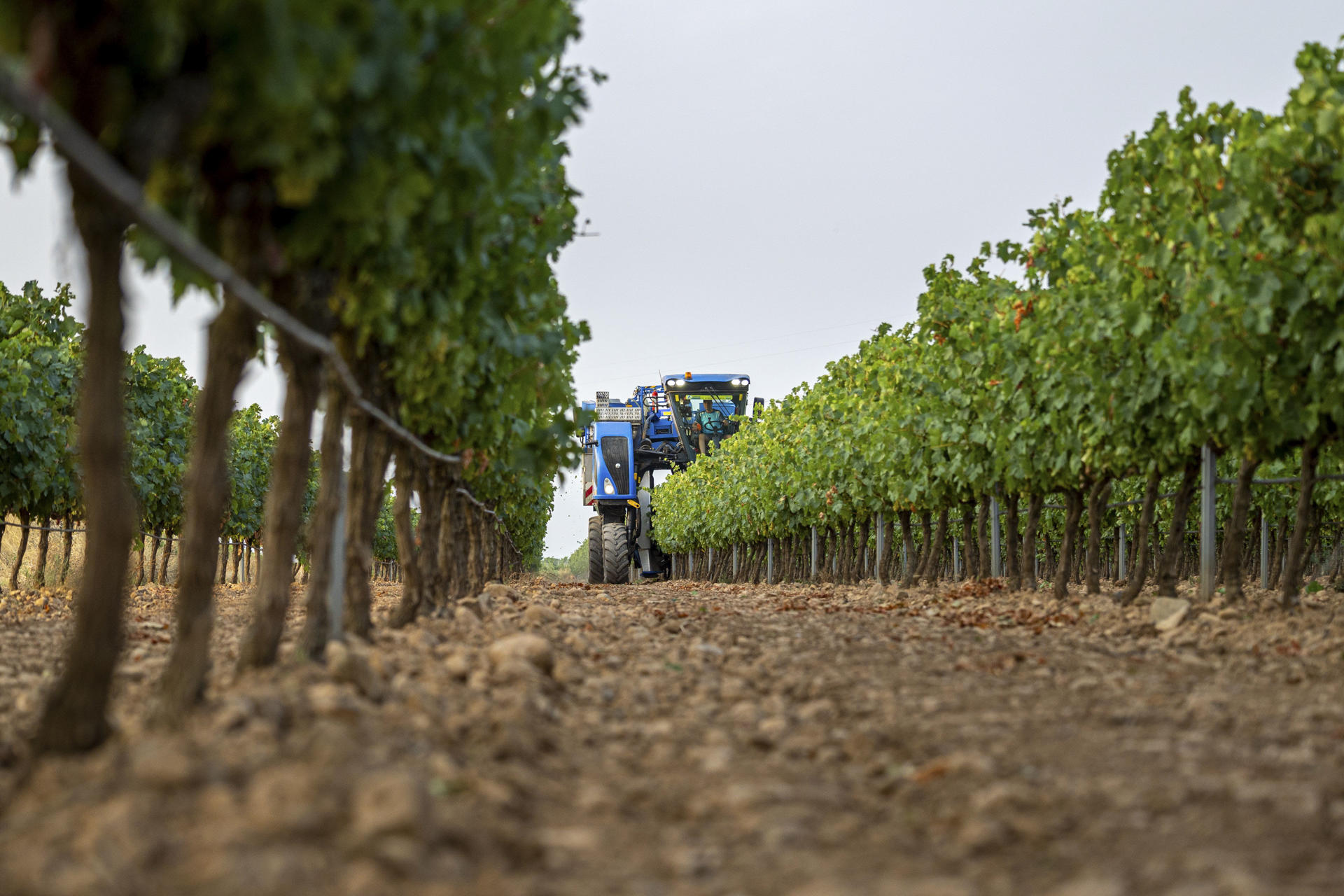 LOGROÑO, 18/08/2025.- Comienzo de la vendimia, este lunes, en la localidad riojana de Aldeanueva de Ebro. La Denominación de Origen Calificada (DOCa) Rioja afronta una de las cosechas más cortas de su historia, en especial, en la uva tinta, debido al severo ataque de mildiu, los problemas de fertilidad en la planta y los pedriscos, pero con perspectivas de obtener calidad por el buen estado sanitario que presenta actualmente el viñedo. EFE/ Raquel Manzanares