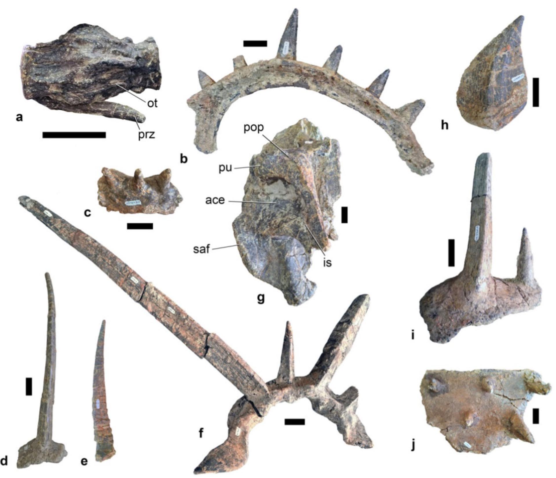 Selección de los fósiles postcraneales y de la armadura dérmica de Spicomellus afer . EFE/Maidment et al., Nature (2025)
