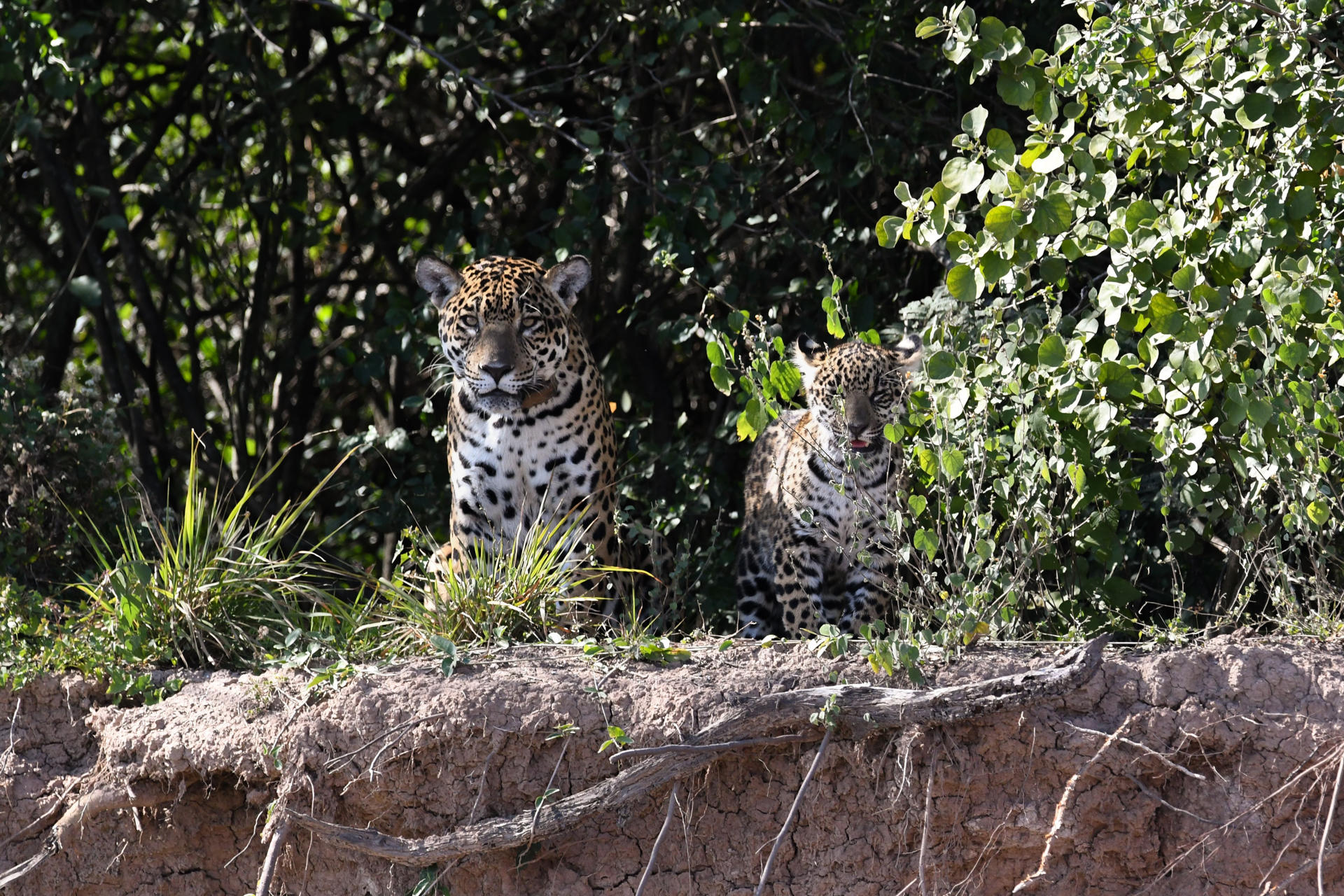 Fotografía cedida por la Fundación Rewilding Argentina de una hembra yaguareté y su cachorro a orillas del Río Bermejo este miércoles, en el Parque Nacional El Impenetrable, en la Provincia del Chaco (Argentina). EFE/ Fundación Rewilding Argentina.