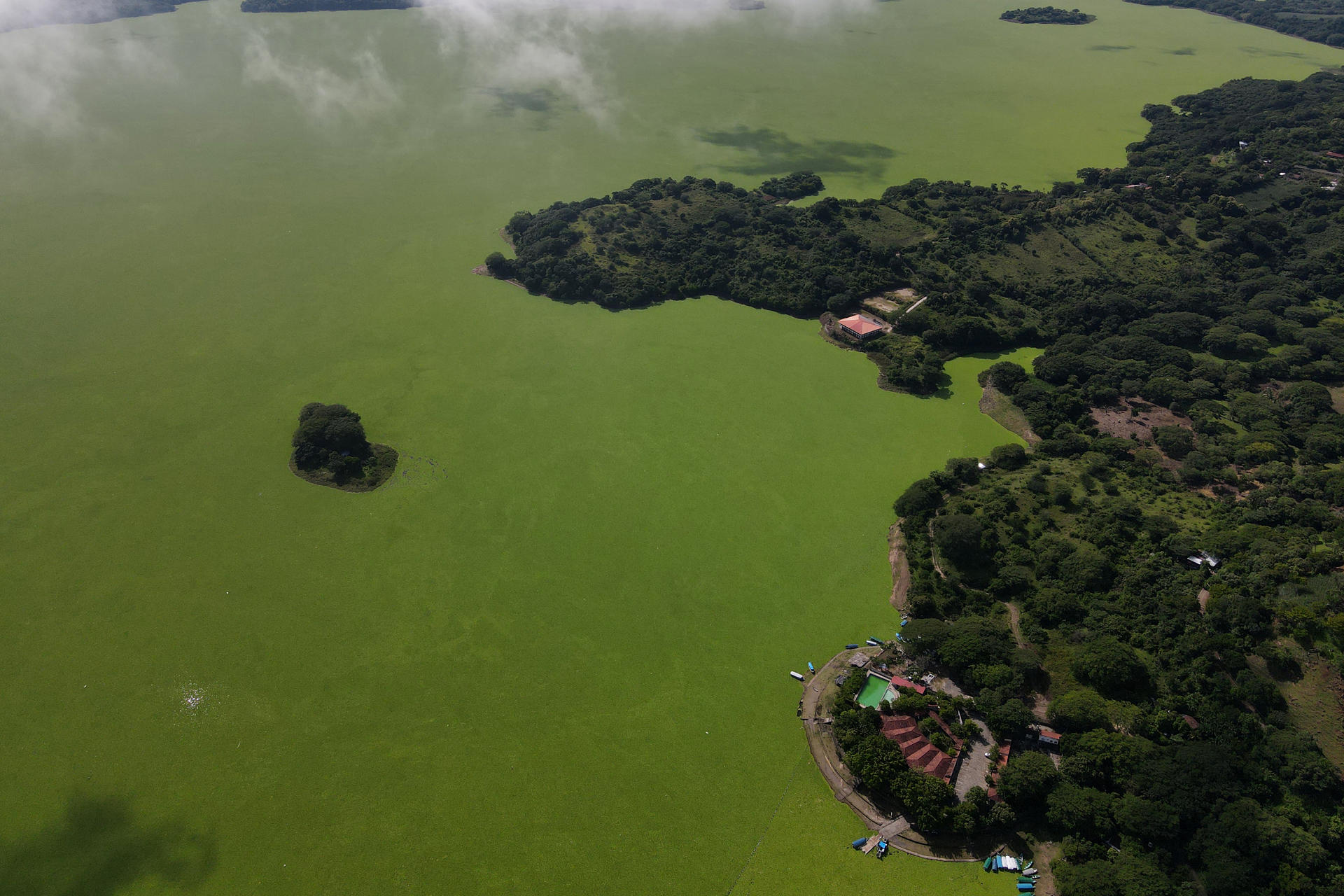 Fotografía aérea que muestra el lago Suchitlán afectado por la planta acuática Pistia Stratiotes este jueves, en Cuscatlán (El Salvador). EFE/ Vladimir Chicas
