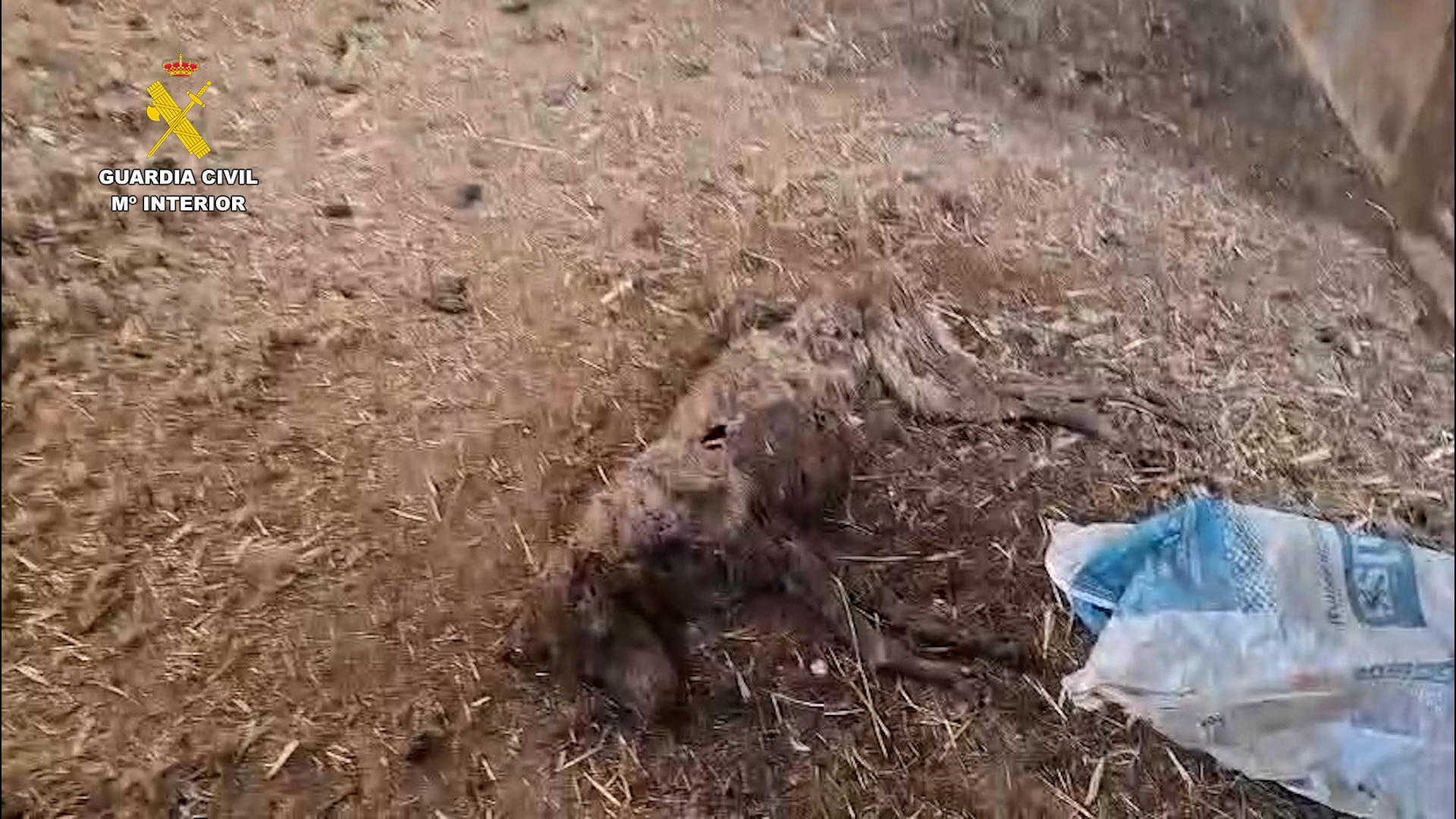 La Guardia Civil ha hallado 32 perros muertos por inanición en una finca de Azuaga (Badajoz), que estaban abandonados desde el pasado junio sin agua ni comida, algunos de los cuales habrían intentado alimentarse de los cadáveres en descomposición de los animales ya fallecidos. EFE/ Guardia Civil //SOLO USO EDITORIAL/SOLO DISPONIBLE PARA ILUSTRAR LA NOTICIA QUE ACOMPAÑA (CRÉDITO OBLIGATORIO)
