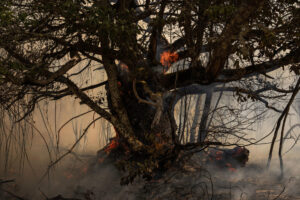 Un castaño arde a causa del incendio de Oímbra (Ourense) este martes. EFE/ Brais Lorenzo