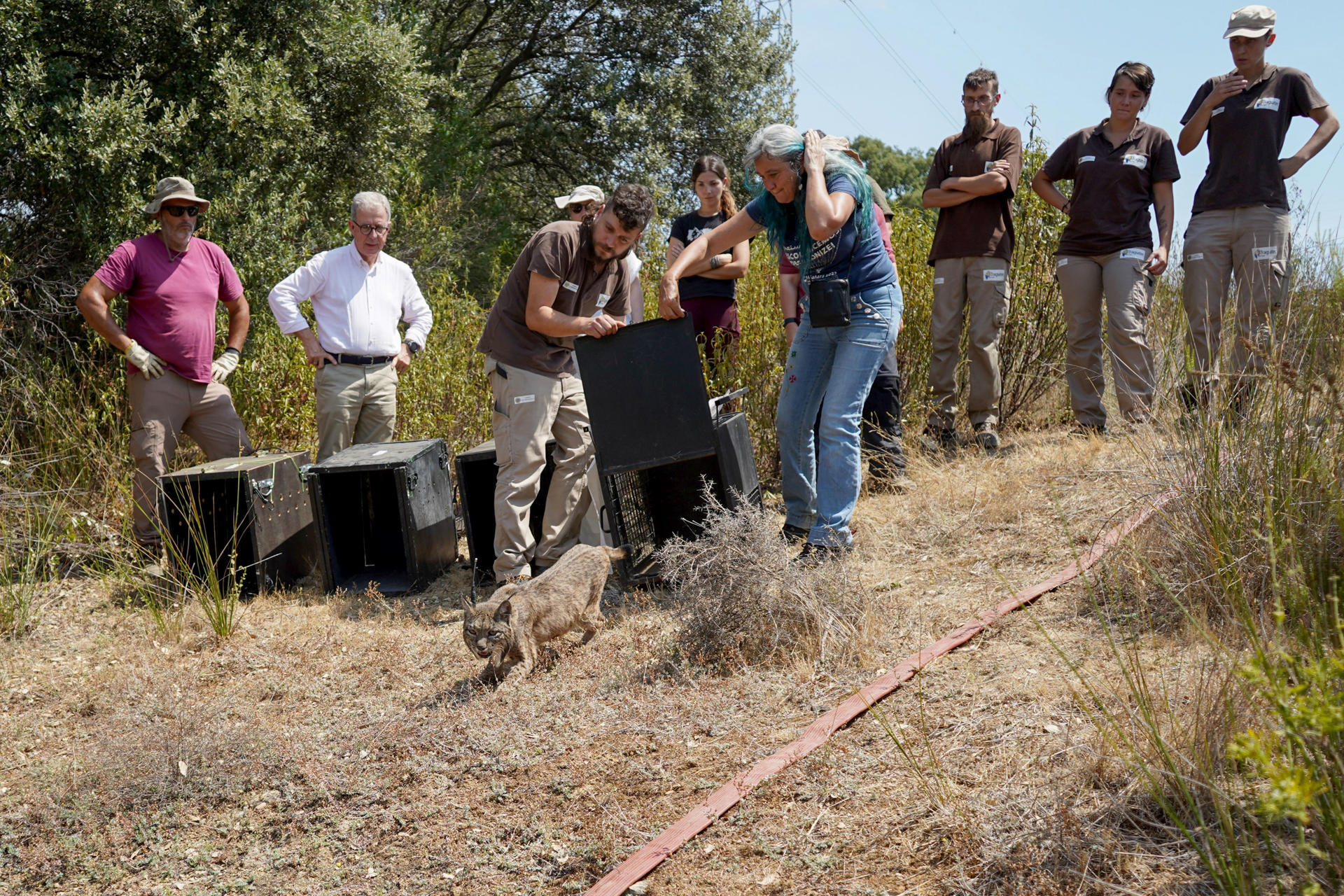 En un emotivo acto, la Junta de Extremadura ha presentado la primera suelta de cuatro cachorros de lince ibérico que fueron rescatados tras el atropello de sus madres en las zonas de Navalmoral de la Mata (Cáceres) y el Valle del Matachel (Badajoz). EFE/ Eduardo Palomo