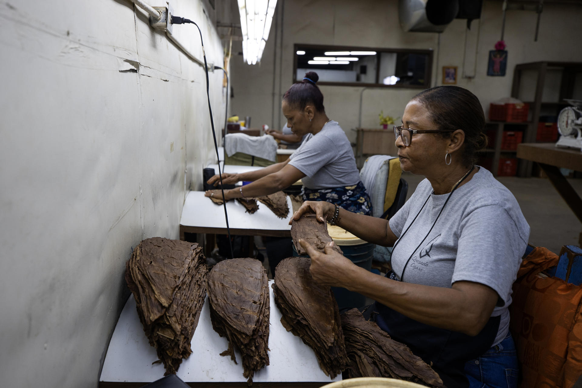 Fotografía del 1 de agosto de 2025 de mujeres fabricando cigarros en la tabacalera Quesada Cigars, en Santiago (República Dominicana). EFE/ Orlando Barría