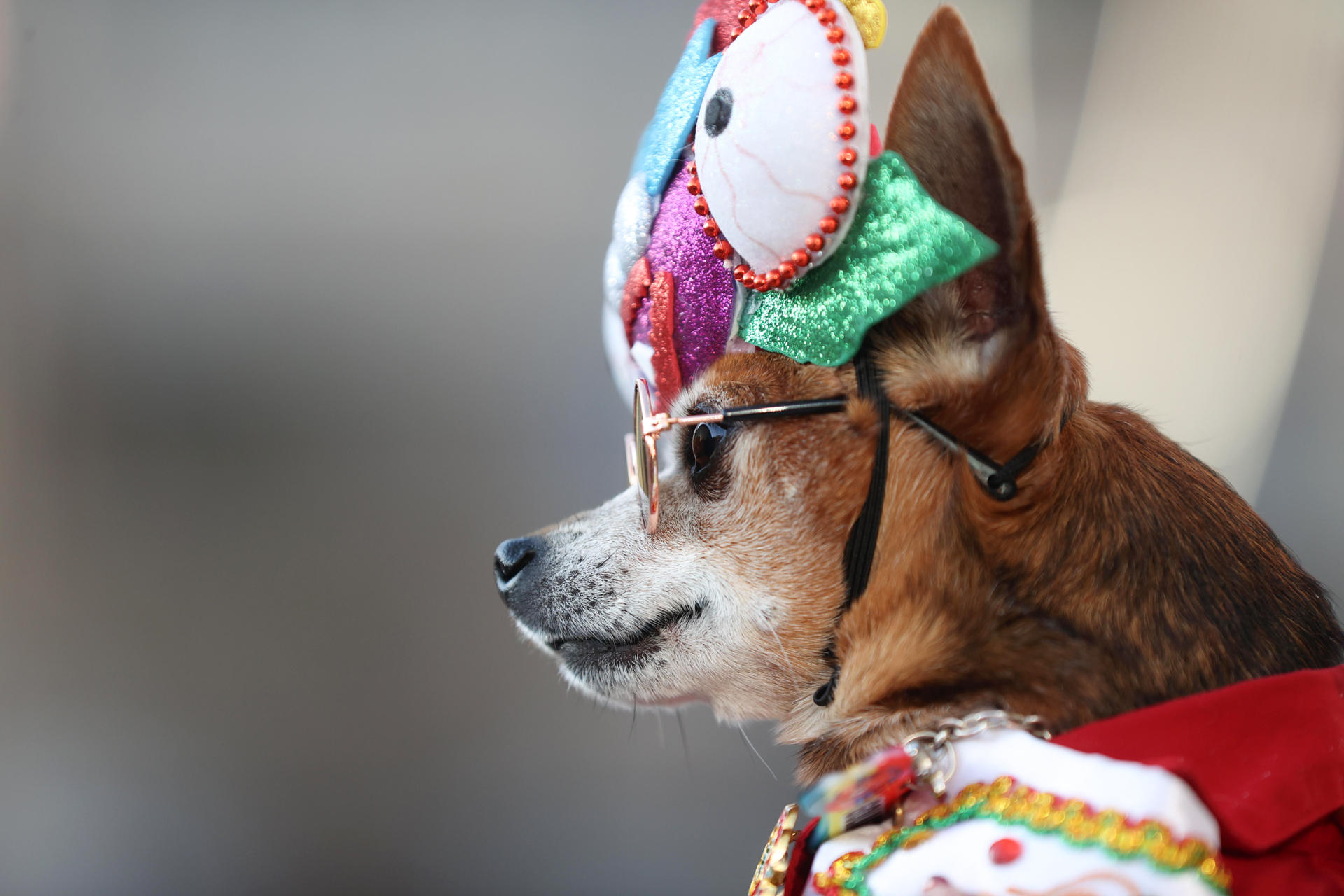 Fotografía de un perro durante una marcha por el Bicentenario de Bolivia este jueves, en La Paz (Bolivia). EFE/Luis Gandarillas
