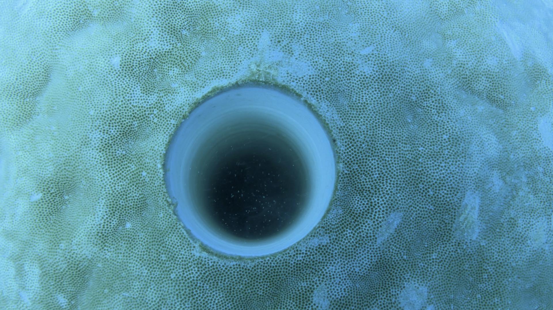 Agujero de perforación de coral submarino australiano. Crédito: Jason Turl
