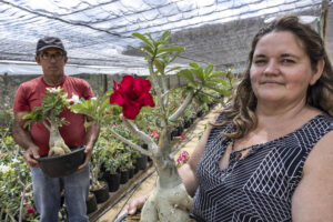 Los agricultores José Jurandir Alves Esteves (i) y su esposa Beatriz Viana, muestran ejemplares de Rosas del Desierto que cultivan en su finca, el 19 de agosto de 2025 en el municipio de Itinga, Minas Gerais (Brasil). Eliana forma parte del proyecto "Dona de Mim", que fomenta el emprendimiento entre mujeres de bajos recursos, con el apoyo de Sigma Lithium, una empresa minera que explora la extracción y el procesamiento de litio en la región. EFE/André Coelho