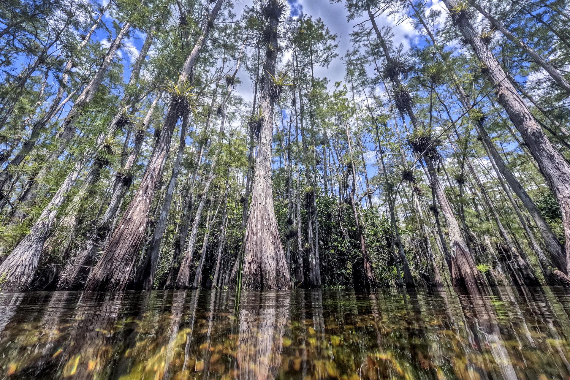 Los cipreses se elevan desde el Parque Nacional Everglades, cerca de Miami, Florida, EE.UU., el 12 de agosto de 2025. EFE/EPA/Cristobal Herrera-Ulashkevich