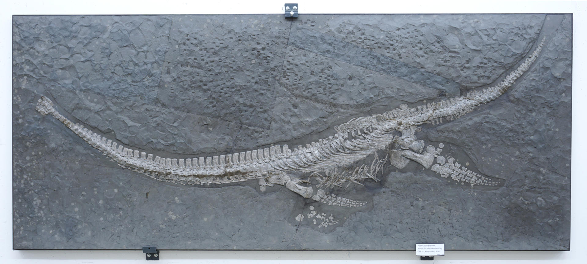 Esqueleto de la nueva especie que se ha descrito, que se conserva en el Museo Estatal de Historia Natural de Stuttgart. Imagen cedida por el Museo.