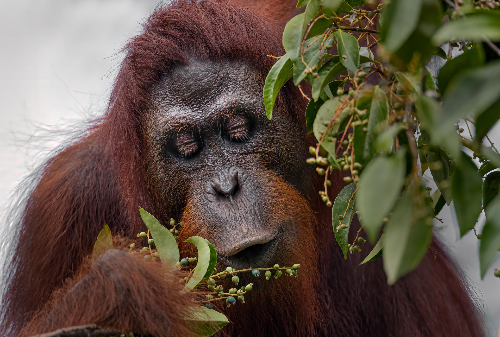 Los orangutanes salvajes ('Pongo pygmaeus wurmbii') se atiborran de frutas ricas en calorías cuando están en temporada para acumular reservas de grasa de cara a los periodos de mayor escasez de alimento, según ha documentado un estudio que recoge este miércoles la revista Science Advances. En la imagen, un orangután de Borneo. EFE/Ilya Raskin