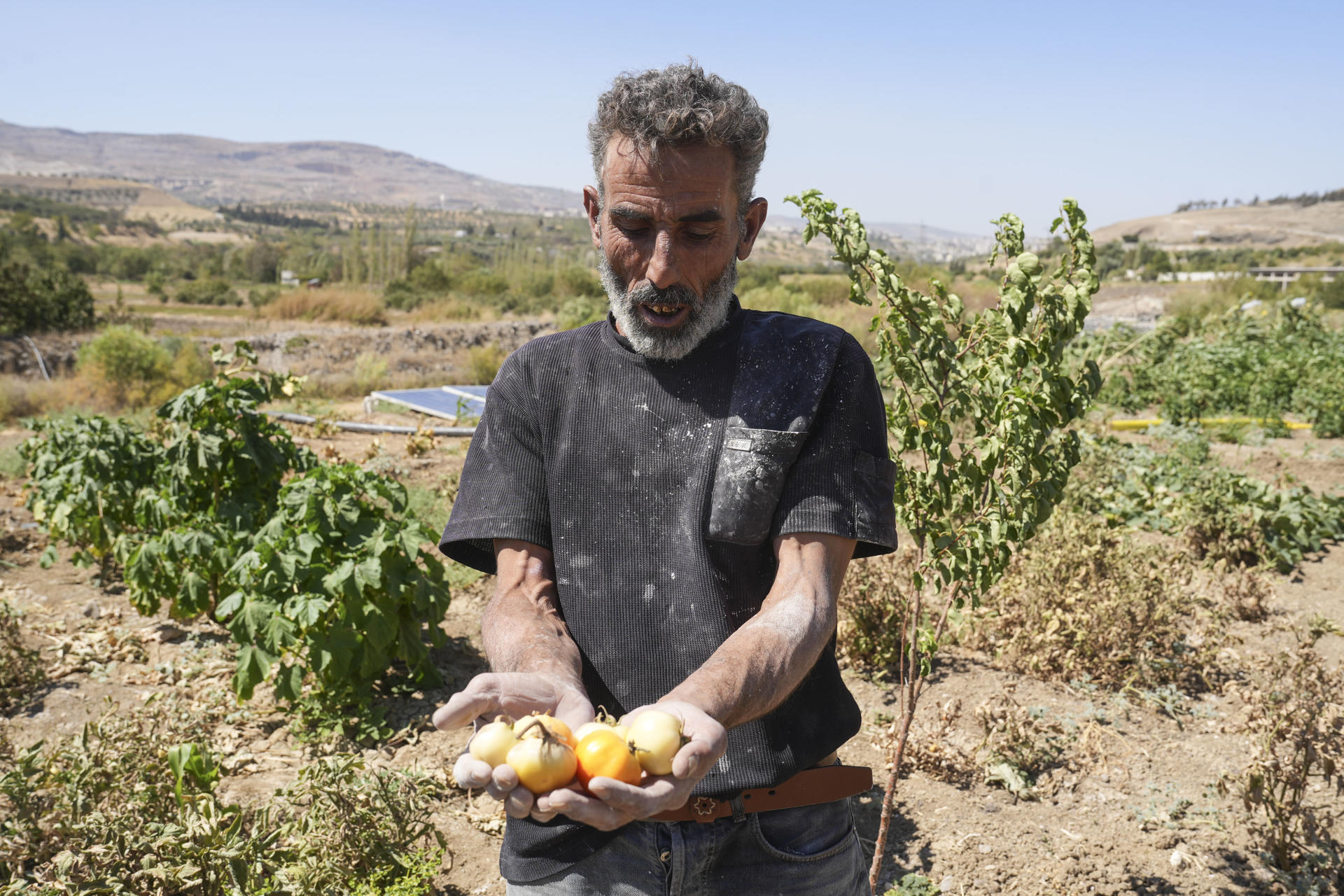 Un agricultor muestra sus cultivos marchitos junto al río Orontes, cuyo caudal desapareció este año por la sequía, lo que ha arruinado cosechas enteras en la región. Los sirios que viven en la orilla del Orontes atestiguan que este año es el de mayor sequía del que tienen memoria. Este río, de importancia histórica y que discurre desde el Líbano atravesando Siria hacia Turquía, se ha quedado seco, dejando enormes daños medioambientales, humanos y económicos. EFE/ Yahya Nemah
