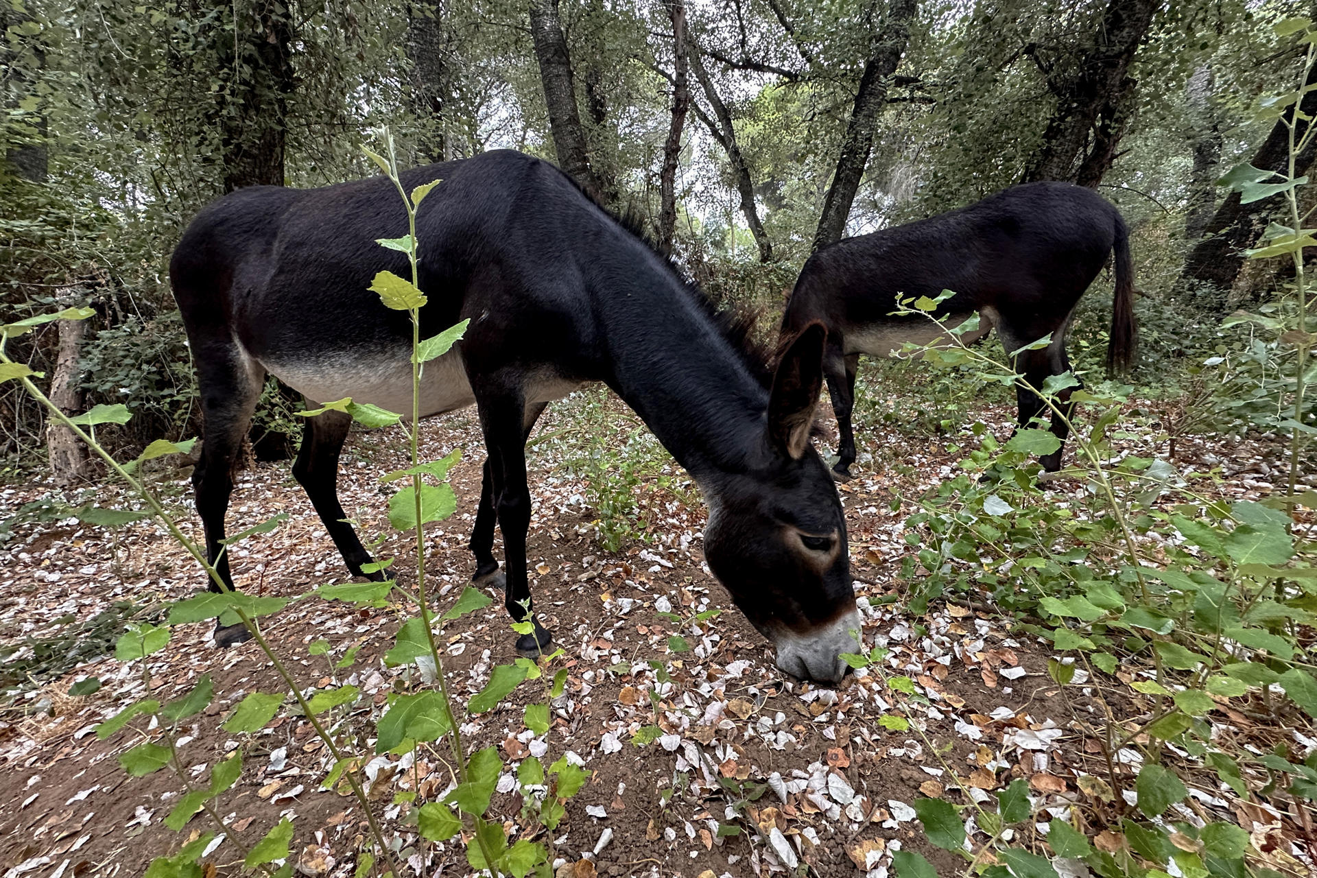 El batallón de 'burros bomberos' de Doñana es un grupo de 18 animales cuya labor preventiva, el desbroce cortafuegos en el entorno del espacio natural, planifica la asociación 'El Burrito Feliz' (EBF), demostrando desde hace 12 años que es clave para evitar incendios como los que han asolado varias regiones españolas. El cuartel general de estos asnos está en Hinojos (Huelva). Desde allí al llegar la primavera y hasta entrado el otoño, parten a diario a las zonas de cortafuegos seleccionadas por la asociación para realizar su labor, que comienza sobre las 7:00 horas, ha explicado a EFE el presidente de EBF, Luis Manuel Bejarano. EFE/David Arjona