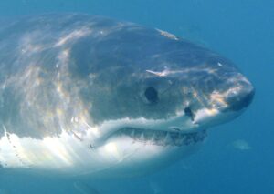 Imagen de archivo de un tiburón blanco (Carcharodon carcharias) en Gansbaai, Sudáfrica. EFE-EPA/HELMUT FOHRINGER