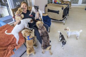 Daymi Blain, directora de Adopt and Save a Life Rescue Mission, juega con perros rescatados en la sede de la organización en Miami, Florida, Estados Unidos. EFE/CRISTOBAL HERRERA-ULASHKEVICH