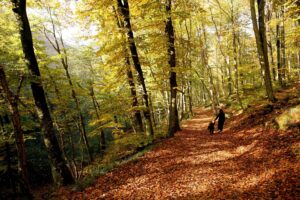 En la imagen de archivo, una mujer y su hijo dan un paseo en una mañana otoñal por el Bosque de Belgrado en Estambul, Turquía. EFE/Tolga Bozoglu