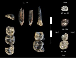 Los 13 dientes fósiles recogidos en el Área de Investigación de Ledi-Geraru entre 2015 y 2018. Las colecciones de las localidades LD 750 y LD 760 representan una especie recién descubierta de Australopithecus. LD 302 y AS 100 representan al Homo primitivo ya conocido por la mandíbula LD 350 descubierto en 2013. Crédito: Brian Villmoare: Universidad de Nevada, Las Vegas