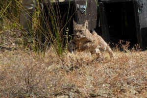 En la imagen, un lince ibérico. EFE/ Eduardo Palomo