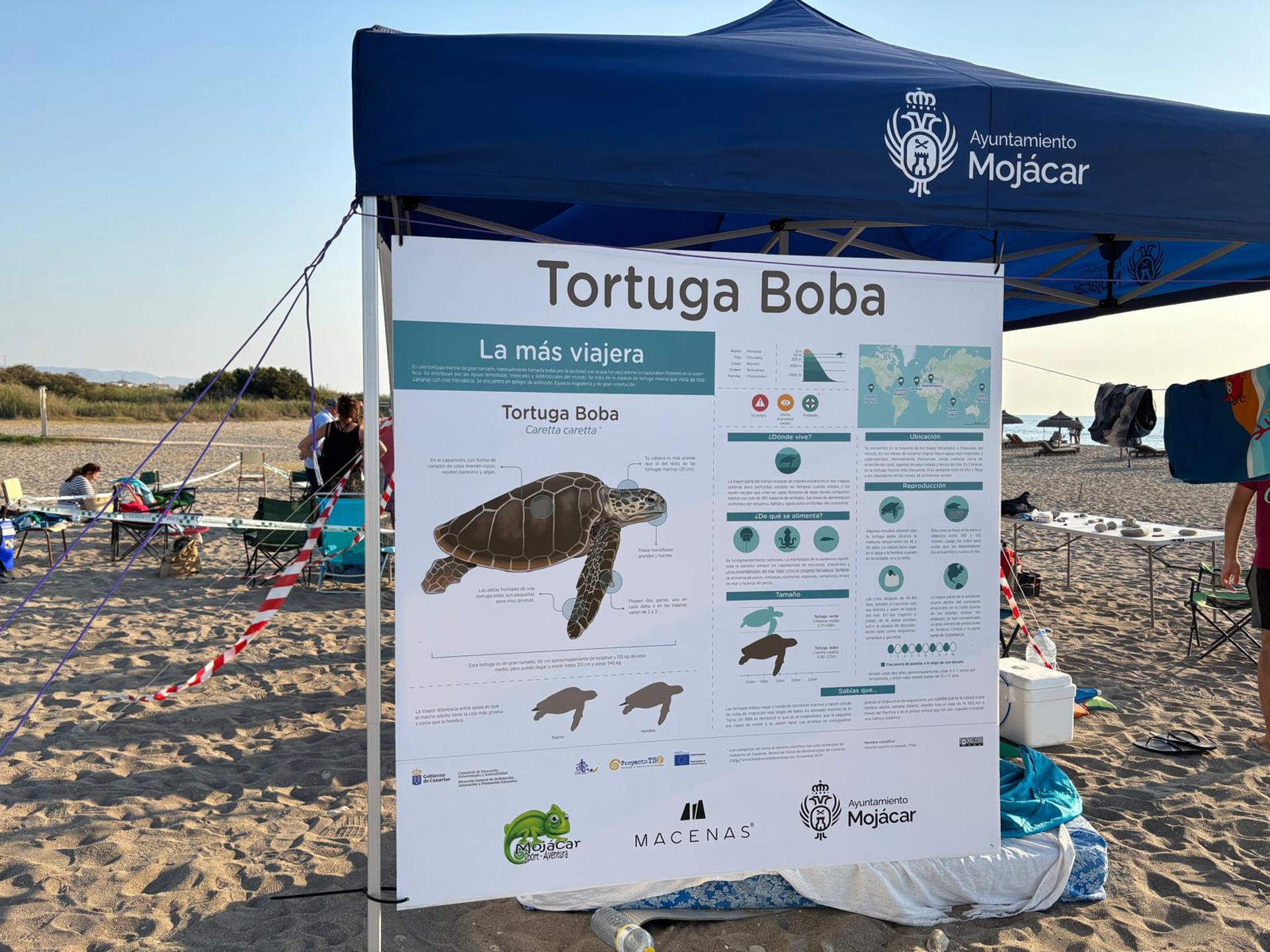 La primera cría de tortuga común o boba (Caretta caretta) ha salido a la superficie del nido instalado en la playa de la Rumina, en Mojácar (Almería), 55 días después de que una hembra depositara allí 99 huevos el pasado 22 de junio. EFE/DELEGACIÓN DEL GOBIERNO -SOLO USO EDITORIAL/SOLO DISPONIBLE PARA ILUSTRAR LA NOTICIA QUE ACOMPAÑA (CRÉDITO OBLIGATORIO)-

