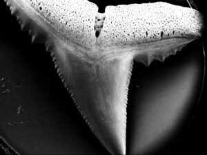 Vista microscópica de un diente de tiburón dañado tras conservarlo durante ocho semanas en agua con un pH de 7,3. Crédito: Steffen Köhler/Baum et al. 2005/