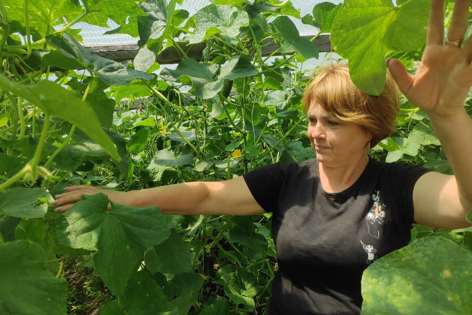 JÁRKOV, 23/08/2025.- Yulia Korchma en el jardín de su casa a la que regresó poco después de la huida de los rusos, para restaurar su huerto con gran riesgo personal. La agricultura se convierte en un salvavidas para los habitantes de los territorios devastados por la ocupación rusa, donde la pérdida de empleos y la presencia de minas antipersonales que persisten tres años después de su liberación por Ucrania se ven contrarrestadas por una iniciativa que proporciona a la gente invernaderos y apoyo logístico para cultivar y vender sus productos y afrontar el futuro incierto. EFE/Rostyslav Averchuk