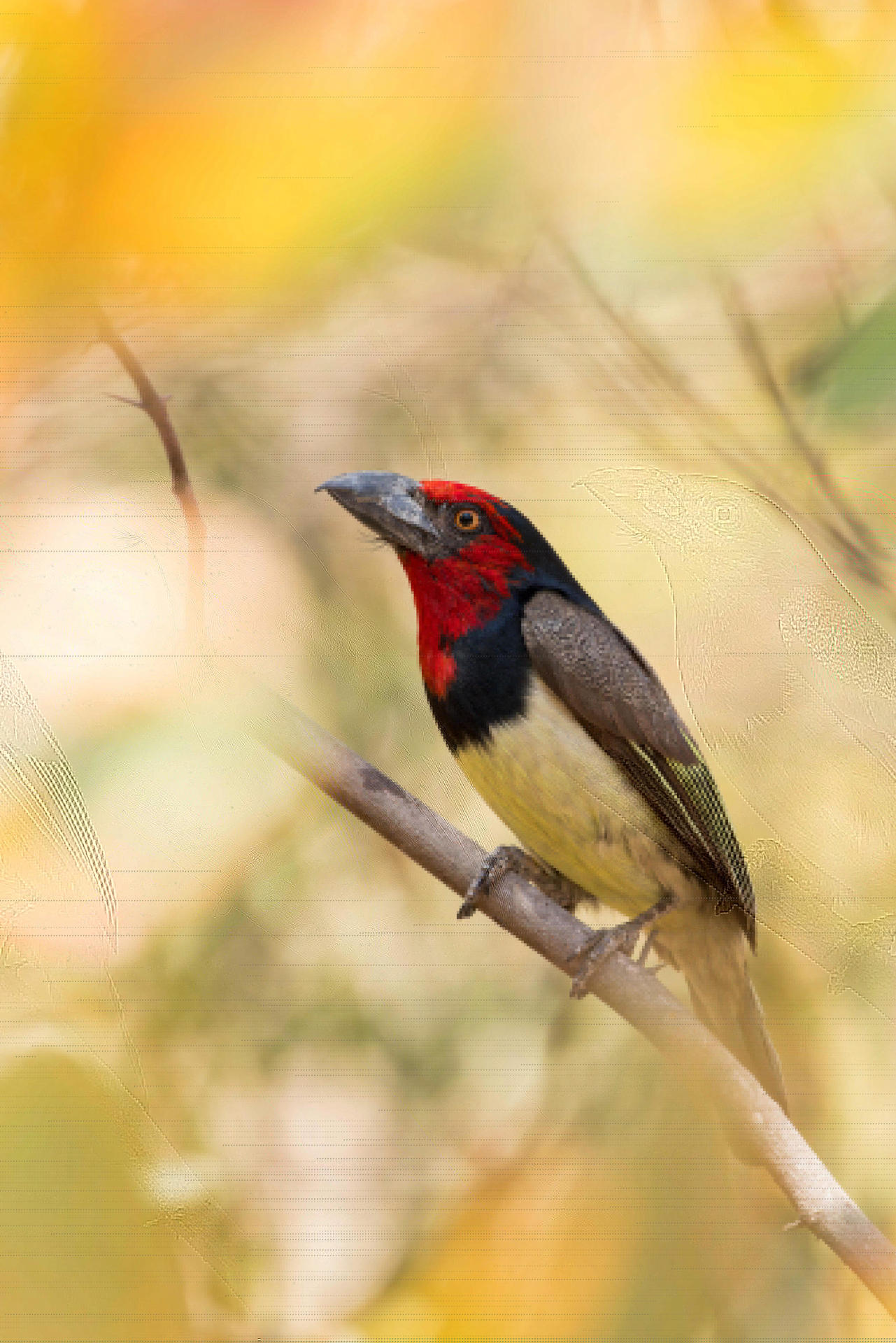 En la foto hay un ejemplar de barbudo acollarado ("Lybius torquatus"), una especie de ave piciforme que vive en el África subsahariana. Un estudio que recoge este lunes la revista Nature Ecology & Evolution concluye que los episodios de calor extremo han provocado una caída media de las poblaciones de aves tropicales de entre un 25 y un 38% desde el año 1950 que hay registros. Una de las más afectadas es el barbudo acollarado. Imagen de un ejemplar en el delta del Okavango, Botsuana. Crédito: Sergey Dereliev.