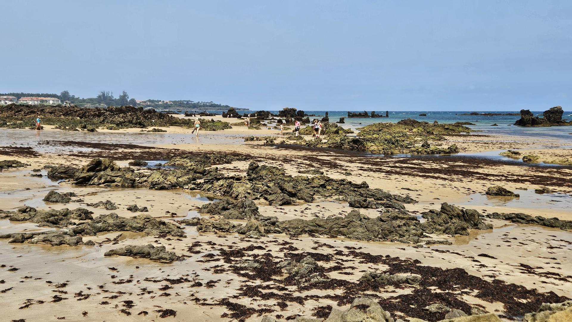 Imagen de la playa de Helgueras, en la localidad cántabra de Noja, cubierta por alga asiática hace una semana. EFE/Natalia Arriaga
