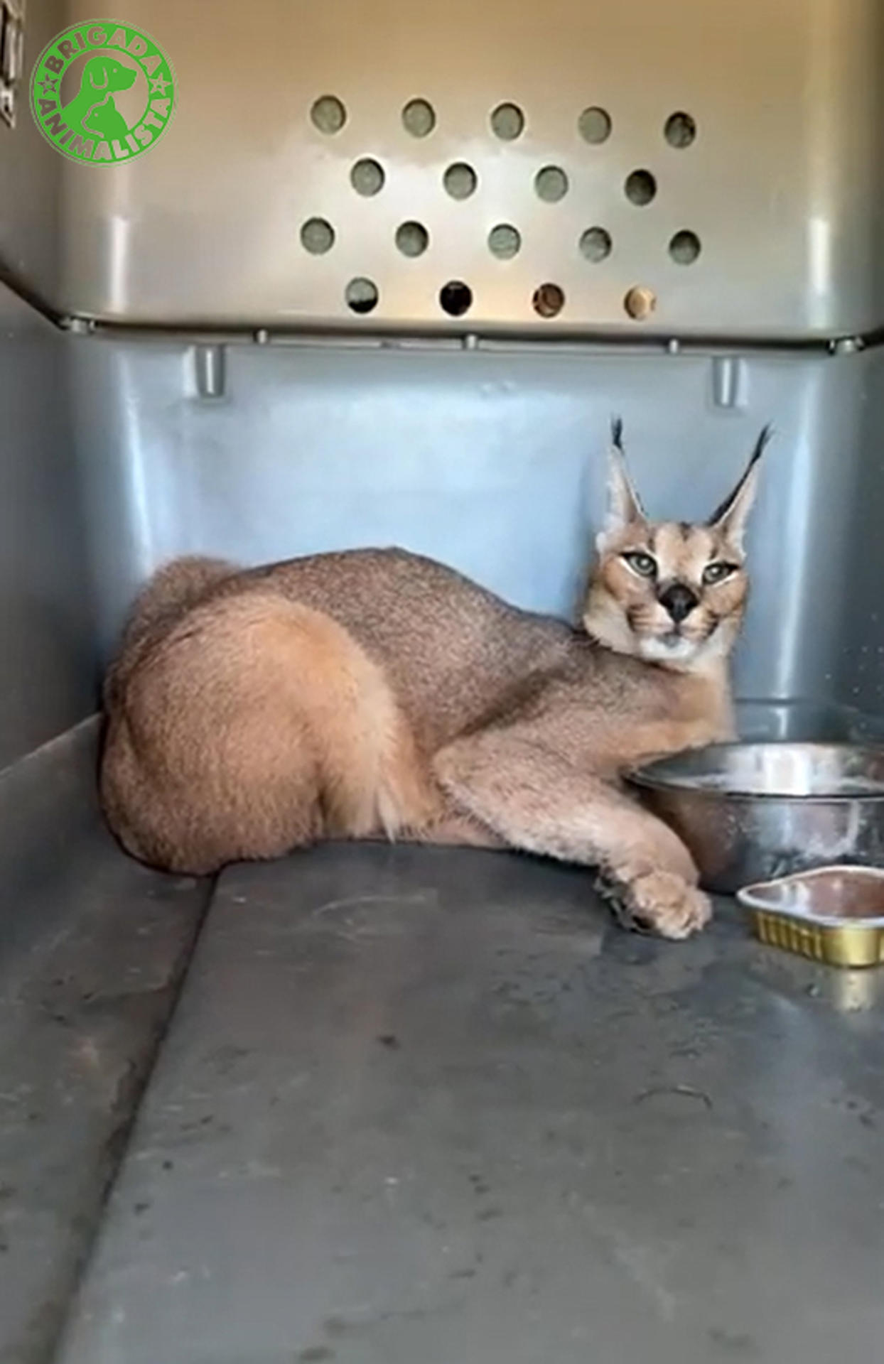 Un ejemplar de caracal, un felino salvaje propio de África, que permaneció dieciséis días vagando por los campos de Cádiz ha sido rescatado y trasladado al 'refugio' de animales en Villena (Alicante) de la fundación AAP, donde pasará las primeras semanas en cuarentena y se le someterá a revisiones veterinarias para valorar su estado de salud. EFE/AAP Primadomus SOLO USO EDITORIAL/SOLO DISPONIBLE PARA ILUSTRAR LA NOTICIA QUE ACOMPAÑA (CRÉDITO OBLIGATORIO)