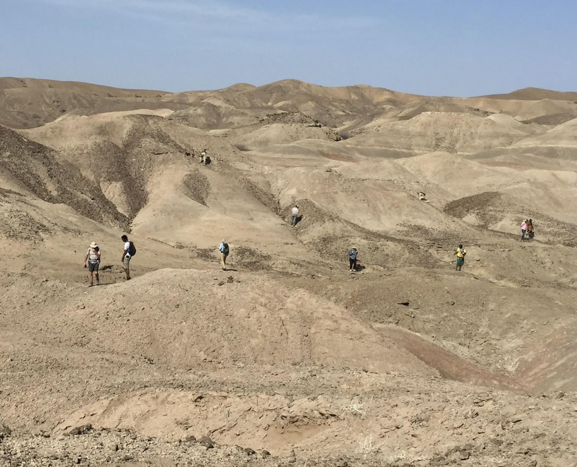 El equipo paleontológico de Ledi-Geraru buscando fósiles en la cuenca Lee Adoyta, donde se han recuperado los géneros Homo y Australopithecus. Crédito: Kaye Reed, Universidad Estatal de Arizona