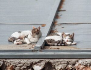 Dos gatos disfrutan durmiendo en un tejado de Madrid. EFE/Archivo