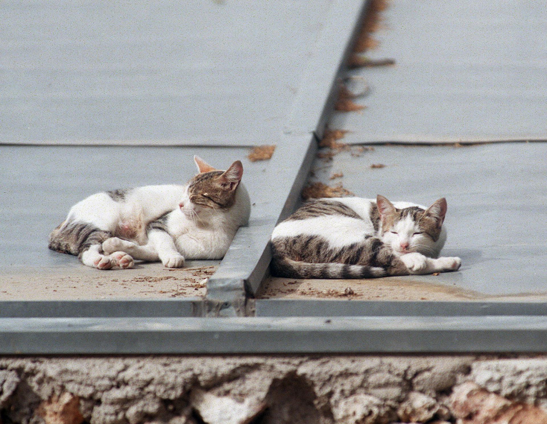 Dos gatos disfrutan durmiendo en un tejado de Madrid. EFE/Archivo