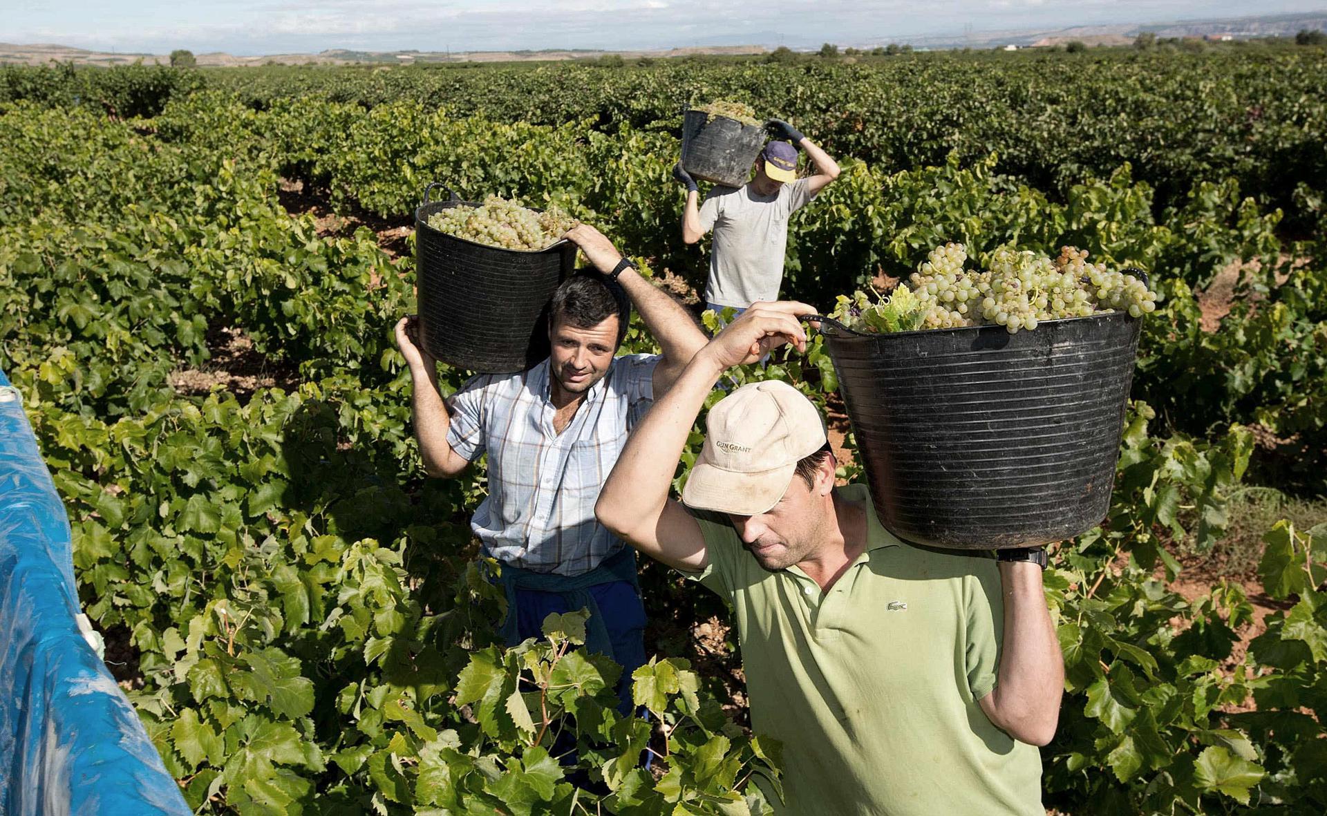 Imagen de archivo de vendimiadores. EFE/Raquel Manzanares