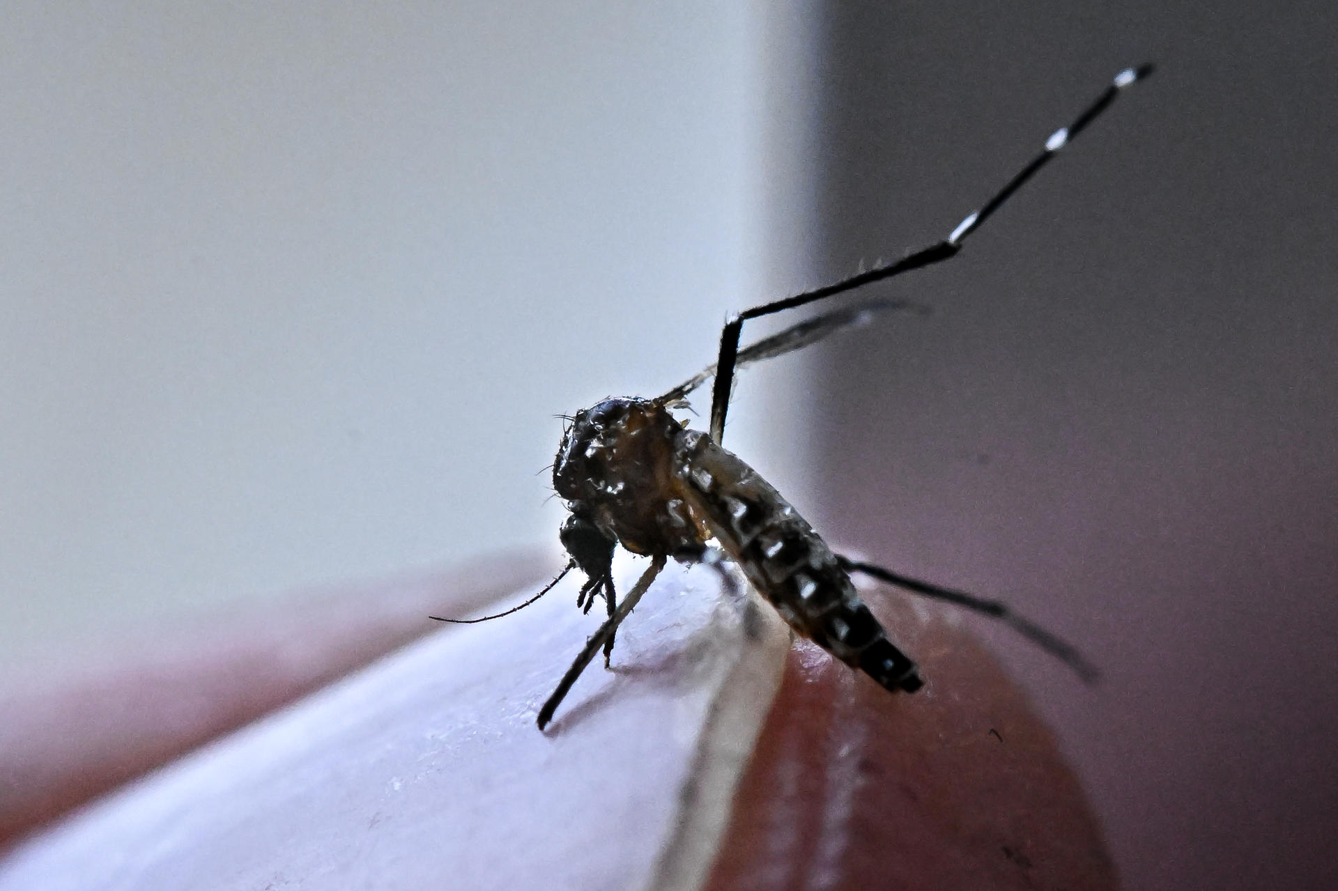 Fotografía de archivo del mosquito Aedes aegypti, responsable de la transmisión del virus del Dengue. EFE/ Andre Borges