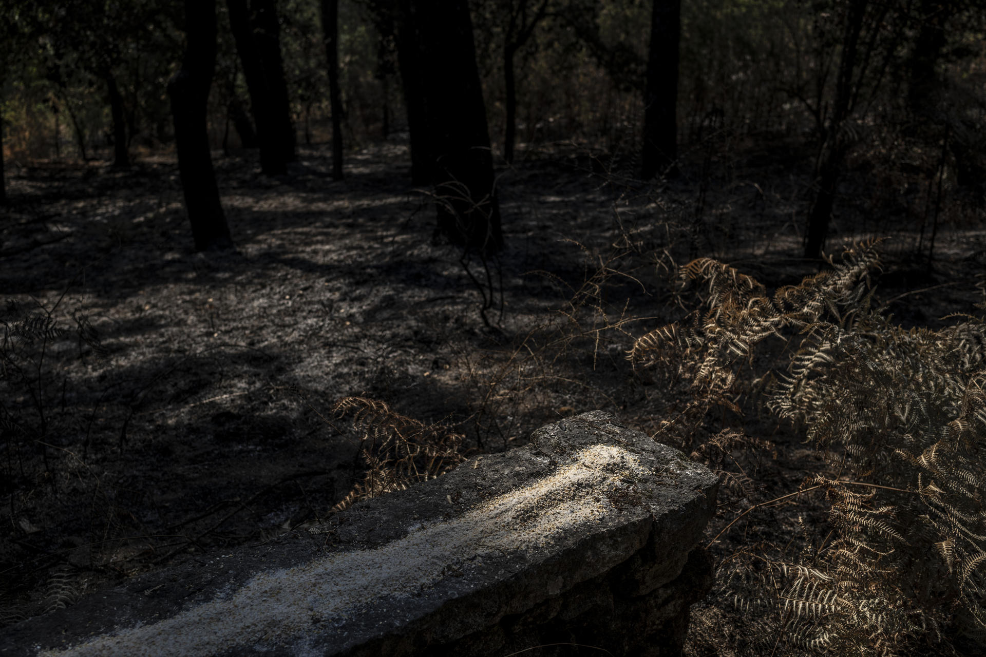Las llamas han arrasado aldeas, explotaciones agrícolas y ganaderas y más de 90.000 hectáreas en Galicia, pero también dejan un "desastre ambiental" en la comunidad, donde se han llevado por delante parte de enclaves como Pena Trevinca, los parques naturales de O Invernadeiro y Enciña da Lastra y el bosque Ridimoas. En la imagen, comida para los animales que estos días van dejando los socios de la Asociación Ridimoas en diferentes puntos del bosque. EFE/Brais Lorenzo