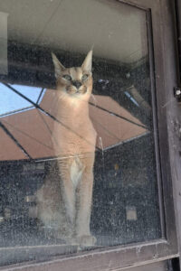 Un ejemplar de caracal, un felino salvaje propio de África, que permaneció dieciséis días vagando por los campos de Cádiz ha sido rescatado y trasladado al 'refugio' de animales en Villena (Alicante) de la fundación AAP, donde pasará las primeras semanas en cuarentena y se le someterá a revisiones veterinarias para valorar su estado de salud. EFE/AAP Primadomus SOLO USO EDITORIAL/SOLO DISPONIBLE PARA ILUSTRAR LA NOTICIA QUE ACOMPAÑA (CRÉDITO OBLIGATORIO)