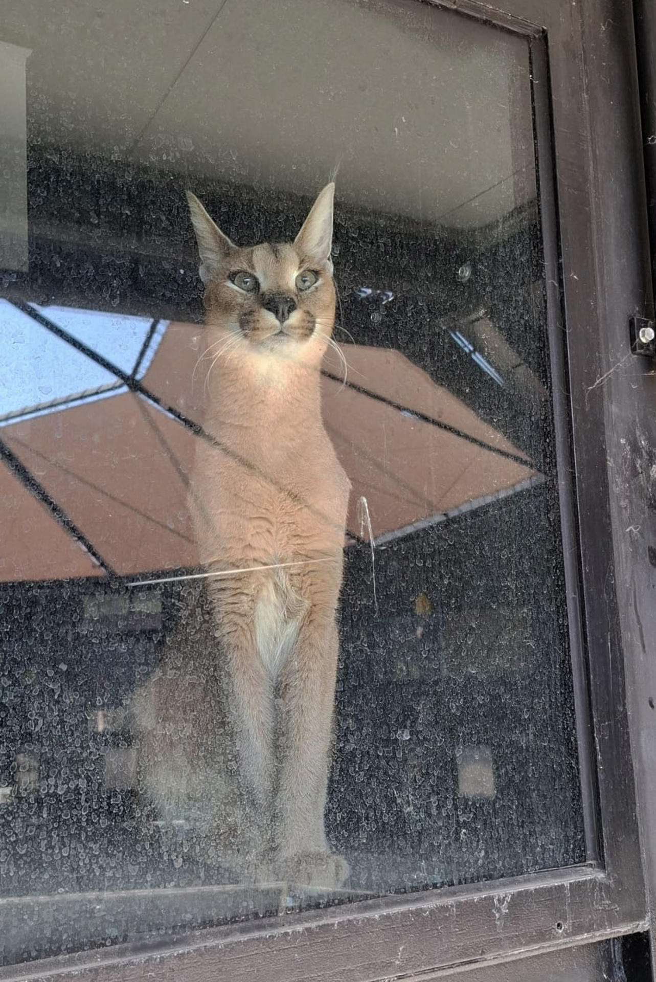 Un ejemplar de caracal, un felino salvaje propio de África, que permaneció dieciséis días vagando por los campos de Cádiz ha sido rescatado y trasladado al 'refugio' de animales en Villena (Alicante) de la fundación AAP, donde pasará las primeras semanas en cuarentena y se le someterá a revisiones veterinarias para valorar su estado de salud. EFE/AAP Primadomus SOLO USO EDITORIAL/SOLO DISPONIBLE PARA ILUSTRAR LA NOTICIA QUE ACOMPAÑA (CRÉDITO OBLIGATORIO)