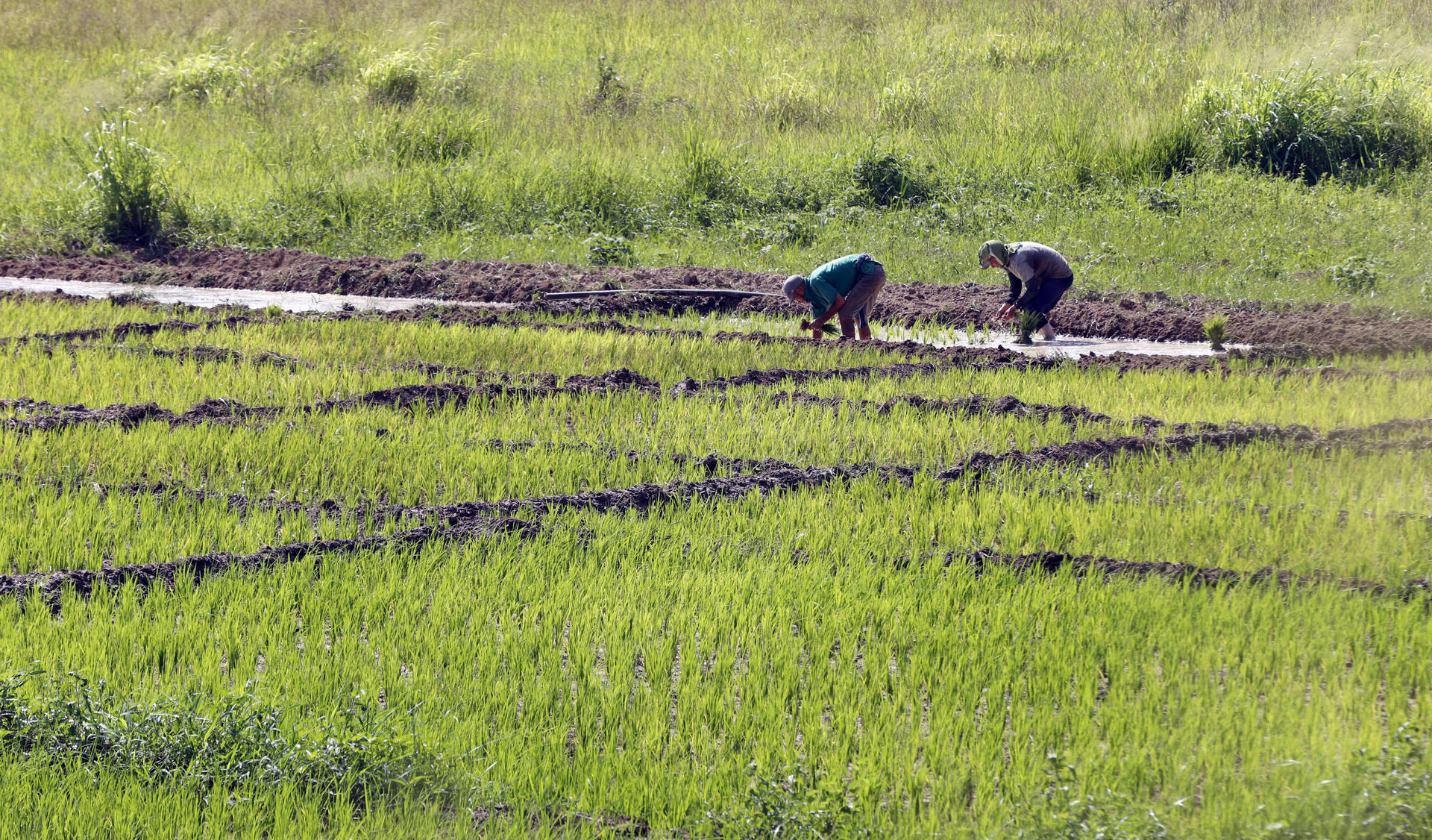 Personas trabajan en la siembra de cultivos de arroz en la provincia de Artemisa (Cuba). EFE/ Ernesto Mastrascusa