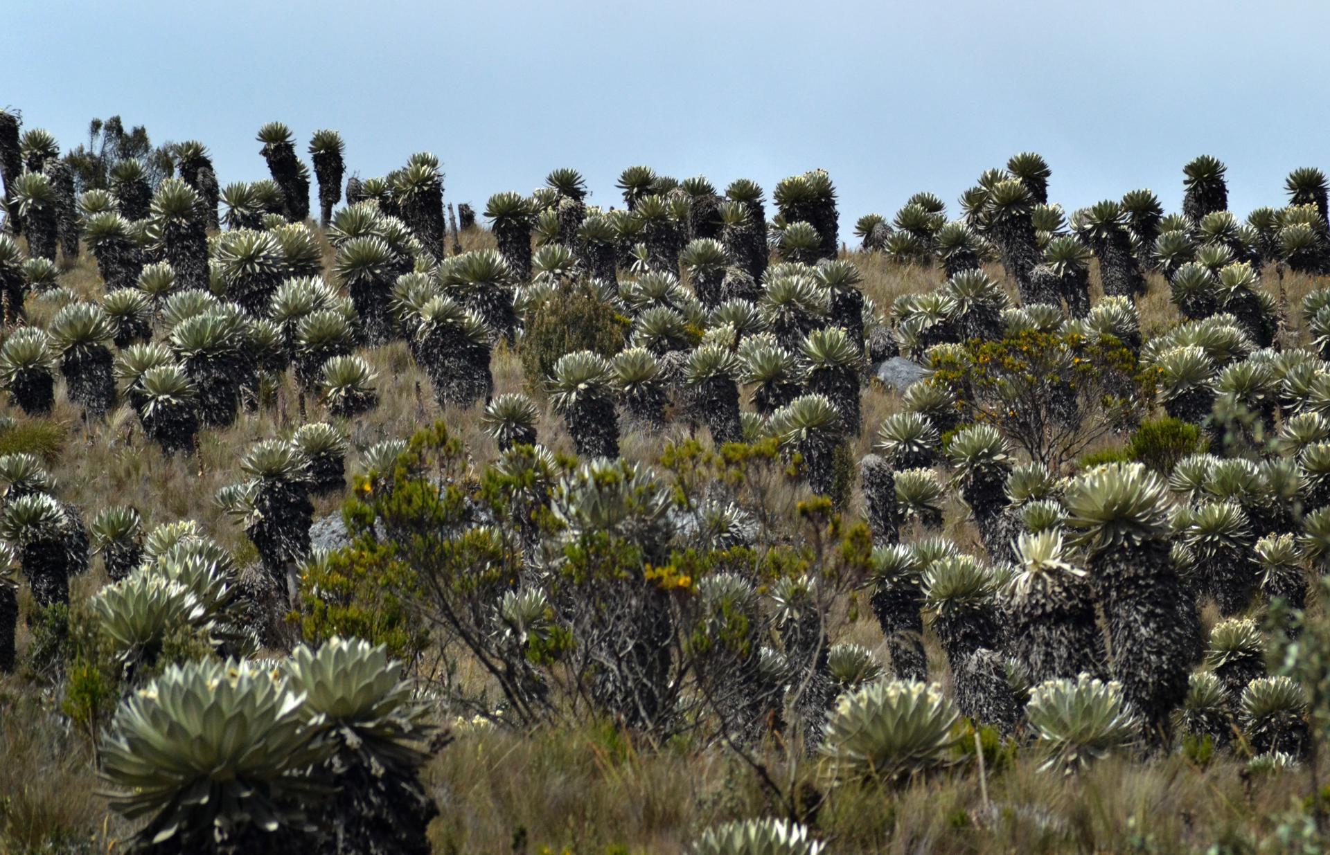 Vista de archivo de un ecosistema de páramos. EFE/ Oskar Burgos
